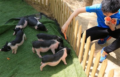 Gine Domuzu Sıcak Çarpması Geçirirse Ne Yaparsınız